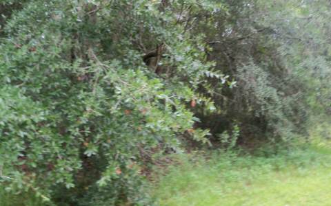 TBD 86TH TERRACE, Live Oak, FL 32060