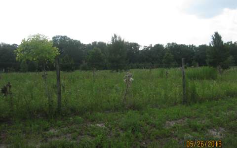 160TH TERRACE, McAlpin, FL 32060