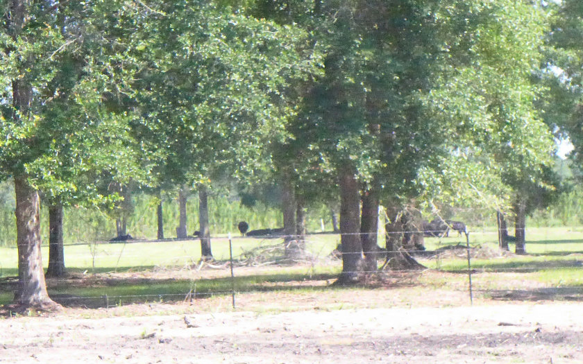 400 NE BLACKBERRY ROAD, Mayo, FL 32066