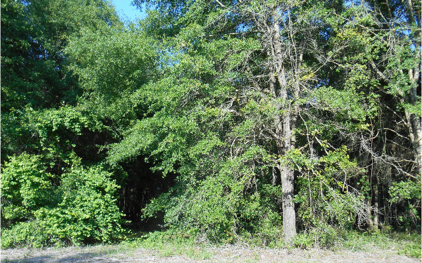 TBD 131 DR, OBrien, FL 32071