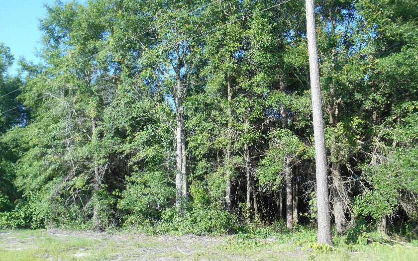 TBD 131 DR, OBrien, FL 32071