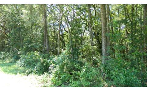 TBD CR 349 E, OBrien, FL 32071