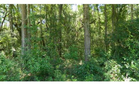TBD CR 349 E, OBrien, FL 32071