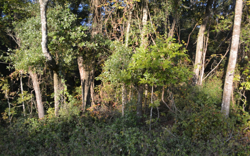 TBD N CR 349, OBrien, FL 32071