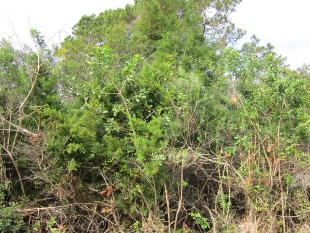 5399 3rd Street, St. Augustine, FL 32080