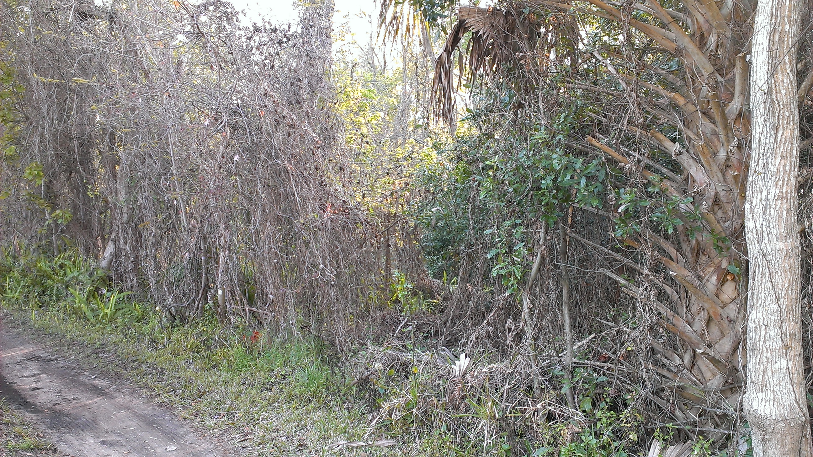 0 Theodore Street, Saint Augustine, FL 32084