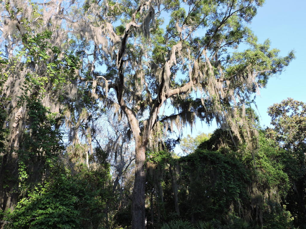 125 HICKORY HILL DR, St. Augustine, FL 32095