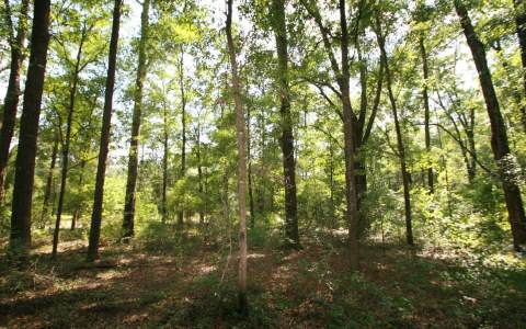 NW TIGER DRAIN ROAD, White Springs, FL 32096