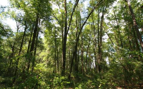 NW TIGER DRAIN ROAD, White Springs, FL 32096