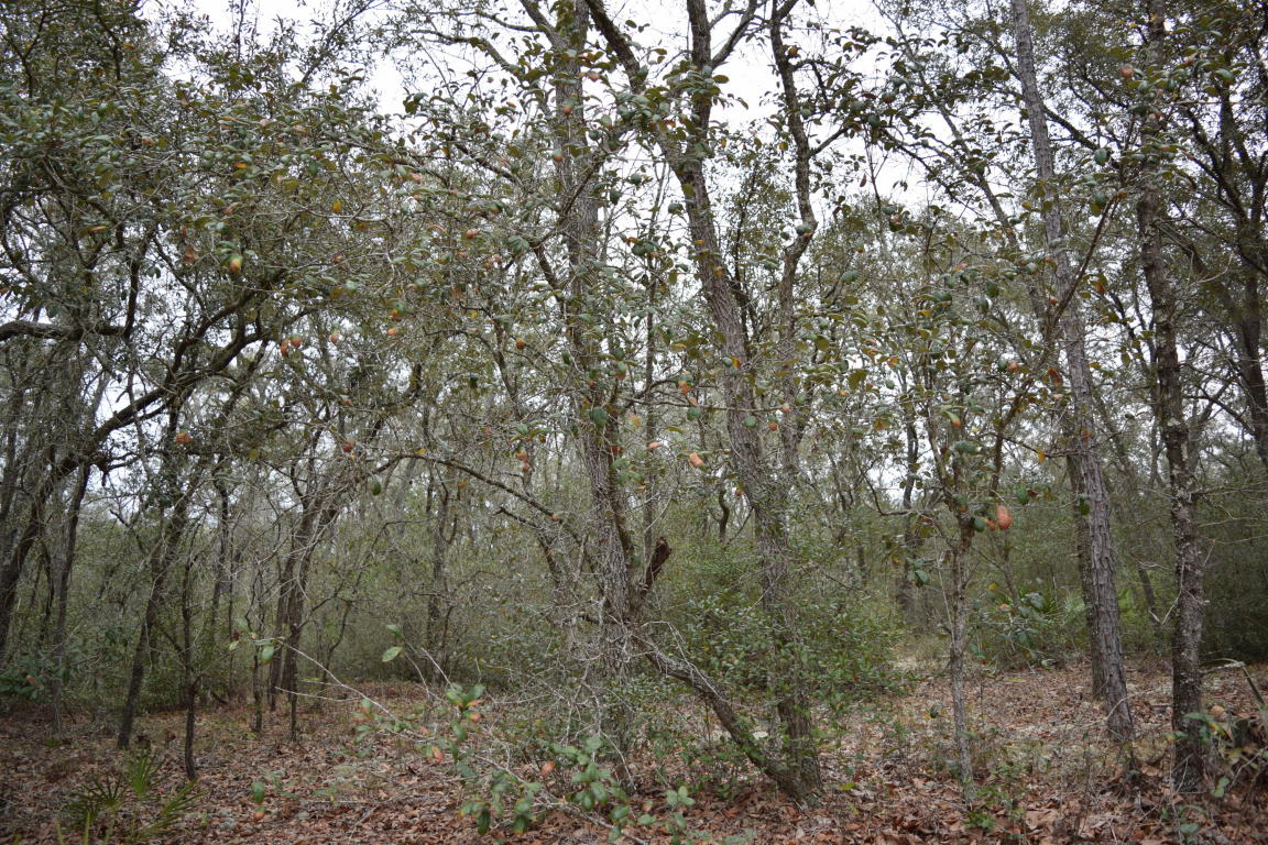 0 Unassigned Location Re, East Palatka, FL 32131