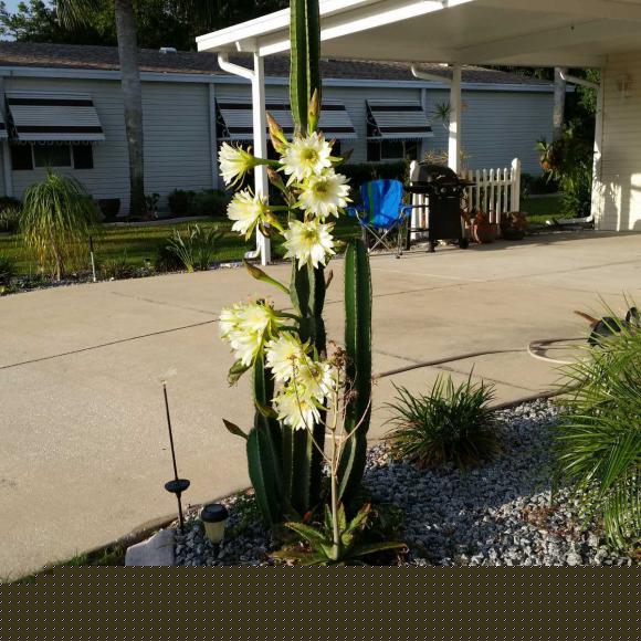 Hacienda Del Rio467 Casa GrandeEdgewater, FL 32132