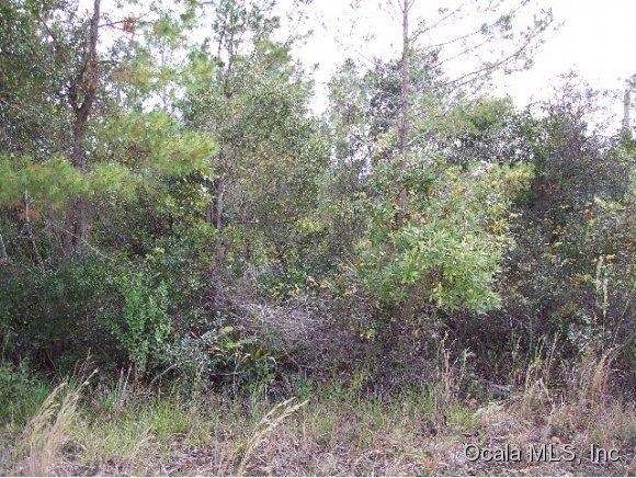 0 NE 135 Lane, Salt Springs, FL 32134