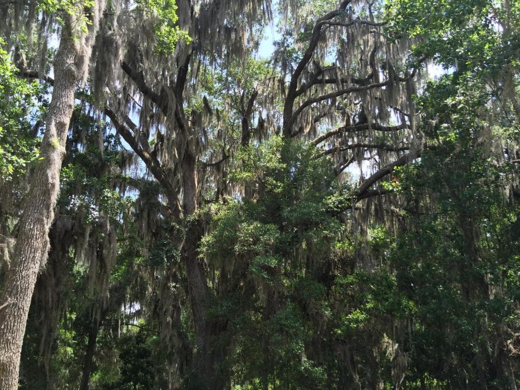 303 YAWN AVE, Interlachen, FL 32148