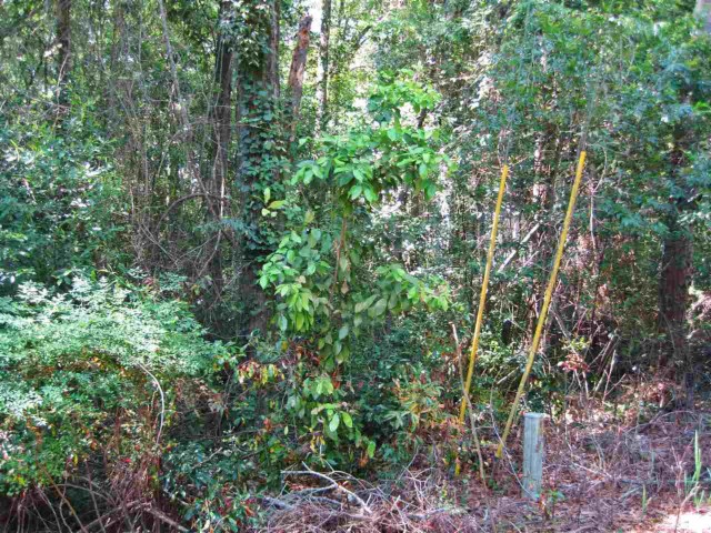 Lot 17 Annette, Tallahassee, FL 32303
