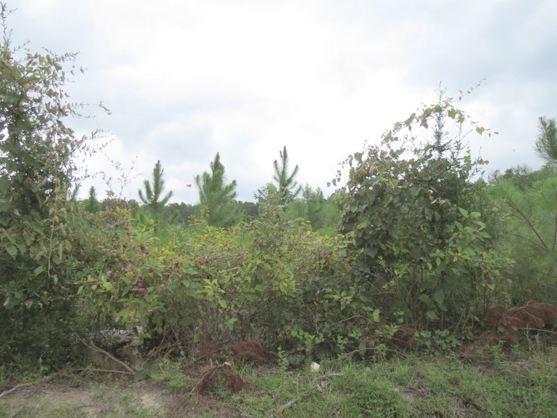 XXX Sunflower Rd, Tallahassee, FL 32305