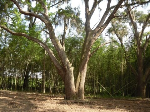 2 A Shady Crest, Tallahassee, FL 32312