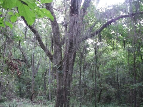 6 A Shady Crest Ln, Tallahassee, FL 32312