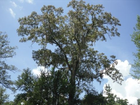 9 A Raspberry Way, Tallahassee, FL 32312