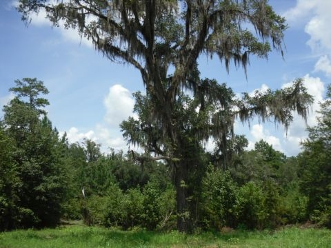 8 A Raspberry Way, Tallahassee, FL 32312