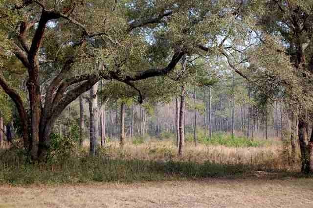 XXX Pine Bluff, Tallahassee, FL 32312