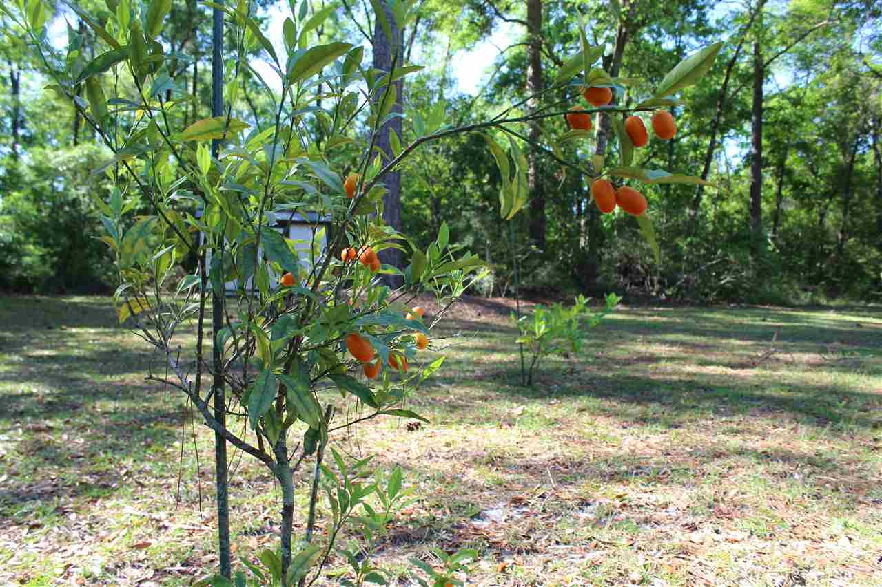 51 Wildwood, Crawfordville, FL 32327