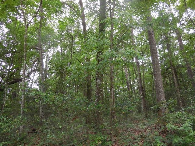 Lot 57 Wakulla Arran, Crawfordville, FL 32327