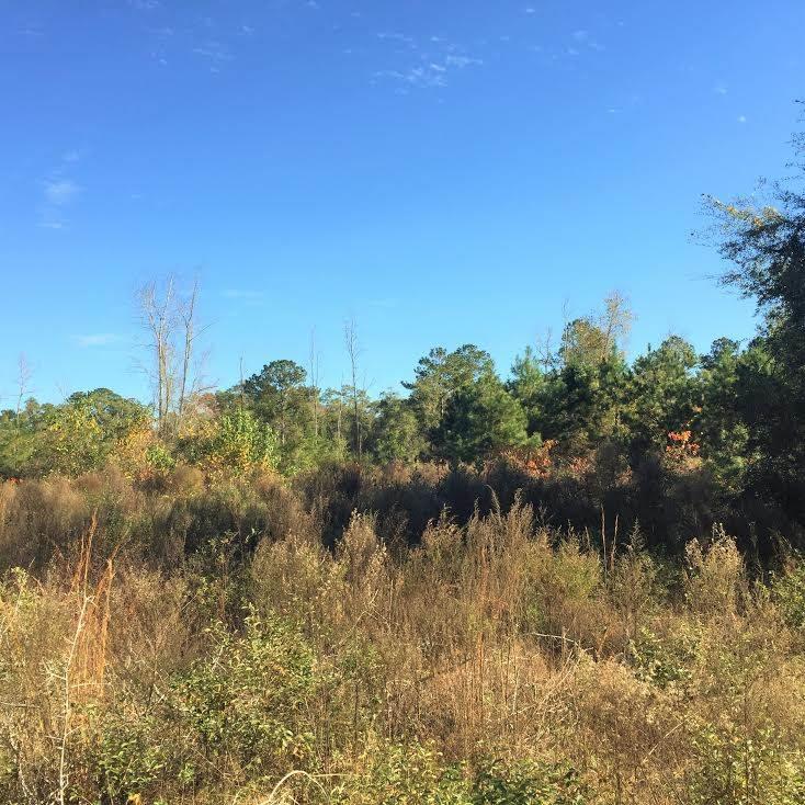 XX Wakulla Arran, Crawfordville, FL 32327