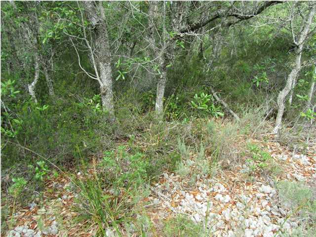 565 WEST PINE AVE, ST. George Island, FL 32328