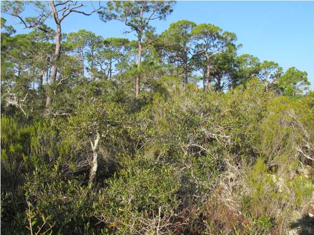 1548 LEISURE LN, ST. George Island, FL 32328