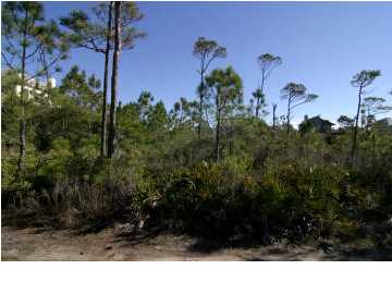2036 WHELK CT, ST. George Island, FL 32328