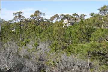 2036 WHELK CT, ST. George Island, FL 32328