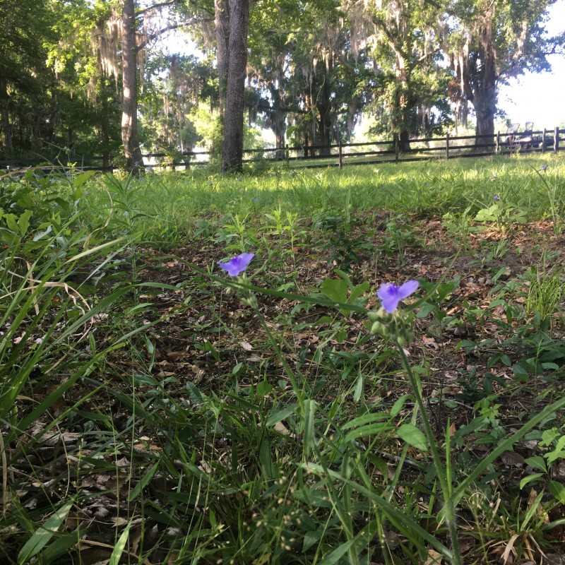 05-1N-4E-0830-0 NONE, Monticello, FL 32344
