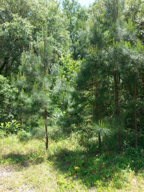 2333 Pecks Road, Perry, FL 32347