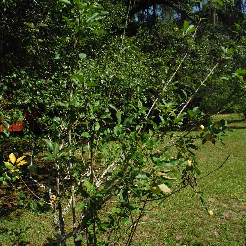 3609 N US 19, Perry, FL 32348