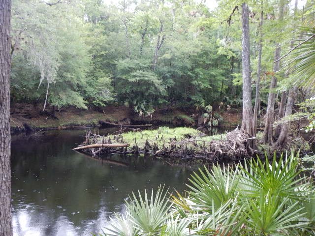 2346 Ancient Oaks Dr NE, Steinhatchee, FL 32359