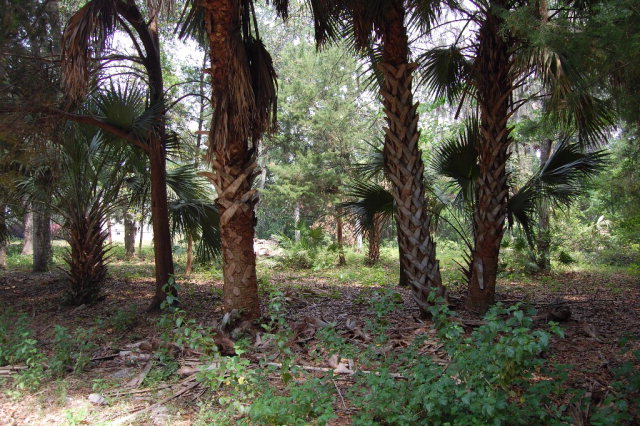 Lot 31 3rd Ave, Steinhatchee, FL 32359