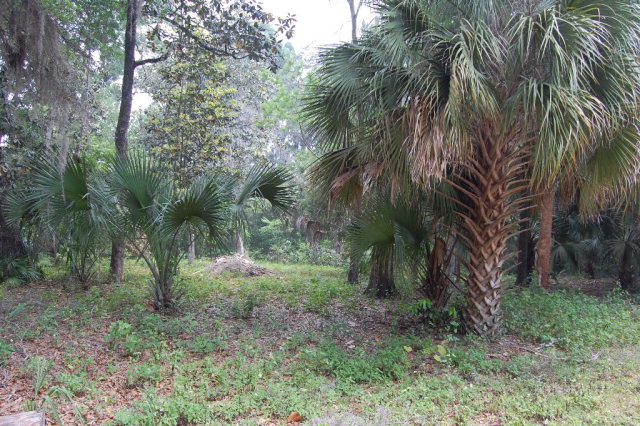Lot 31 3rd Ave, Steinhatchee, FL 32359