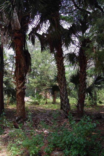 Lot 31 3rd Ave, Steinhatchee, FL 32359