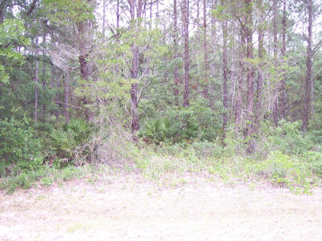 Oak Pond Circle, Steinhatchee, FL 32359