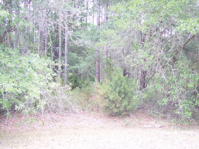 Oak Pond Circle, Steinhatchee, FL 32359