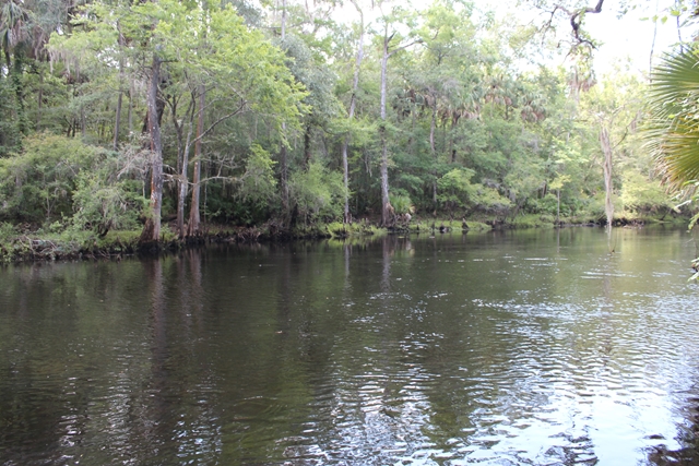 1626 Cedar St, Steinhatchee, FL 32359