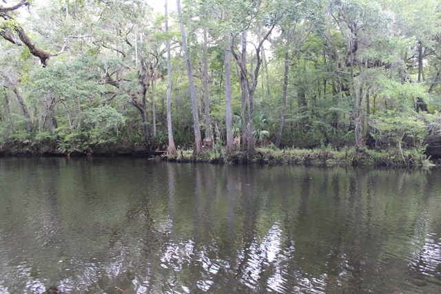 1626 Cedar St, Steinhatchee, FL 32359