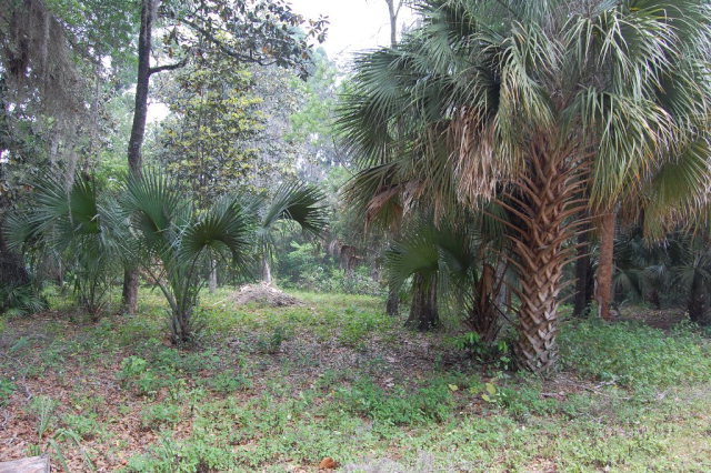 3rd Ave, Steinhatchee, FL 32359