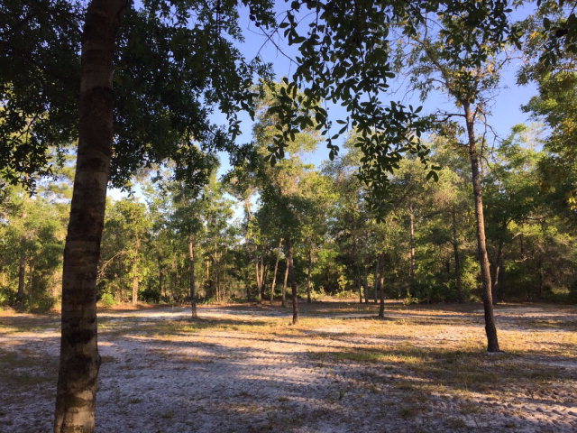 908 Bird Pond Road, Steinhatchee, FL 32359