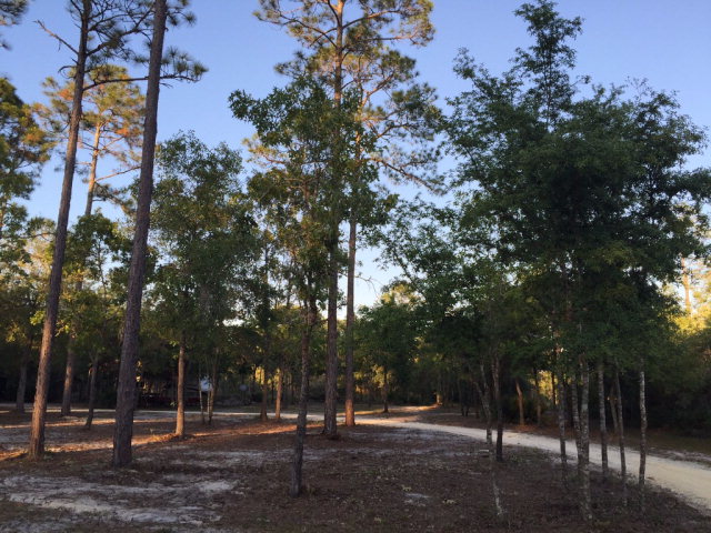 908 Bird Pond Road, Steinhatchee, FL 32359