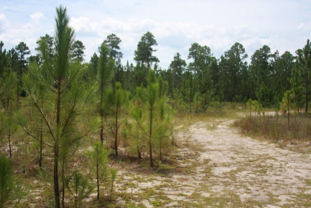 LOT 13C GULF PINES CT, Freeport, FL 32439