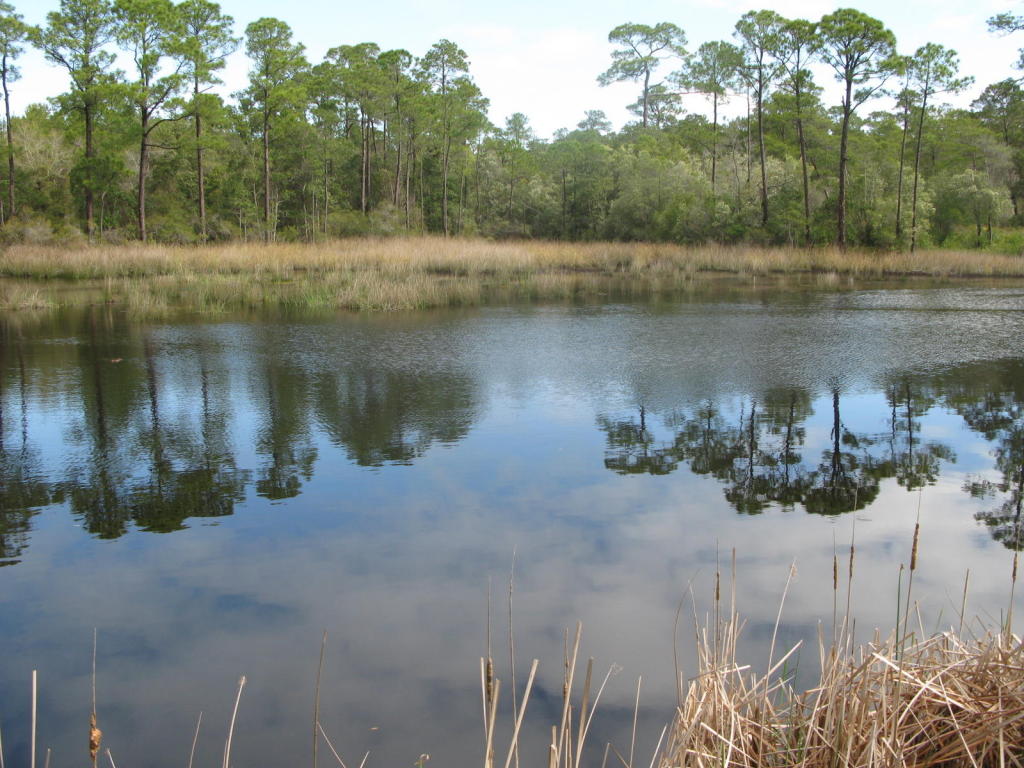 x PINE CONE Trail, Inlet Beach, FL 32461