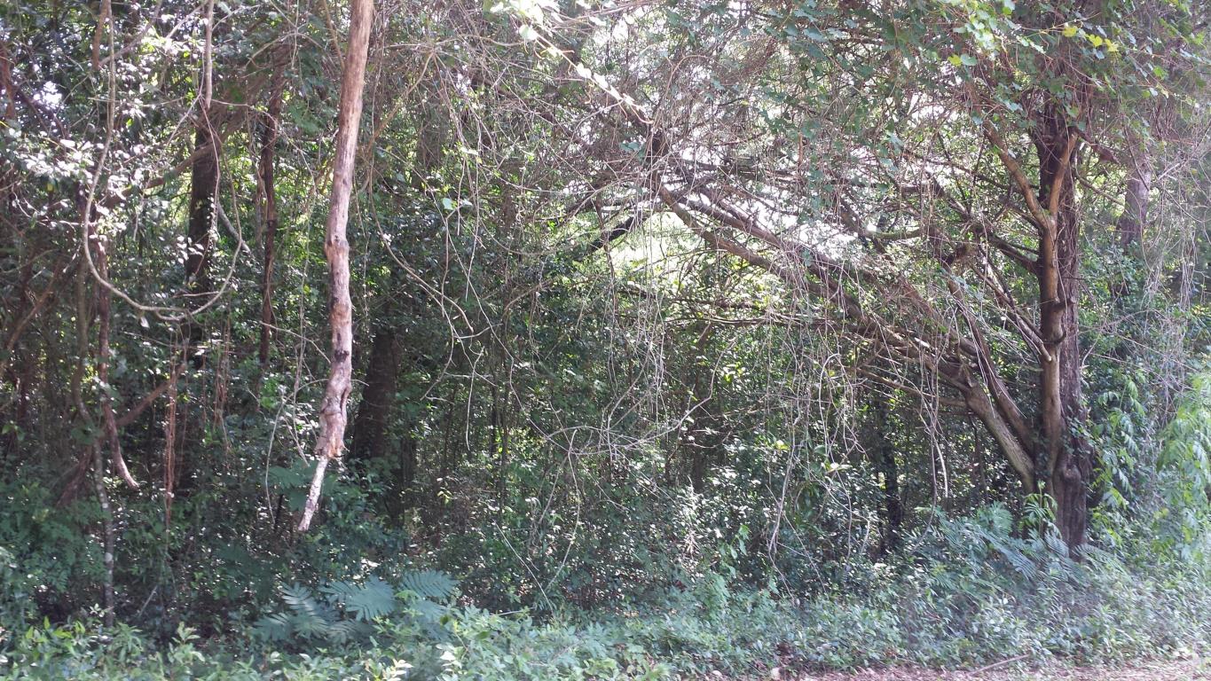 XXX BAY Street, Crestview, FL 32536