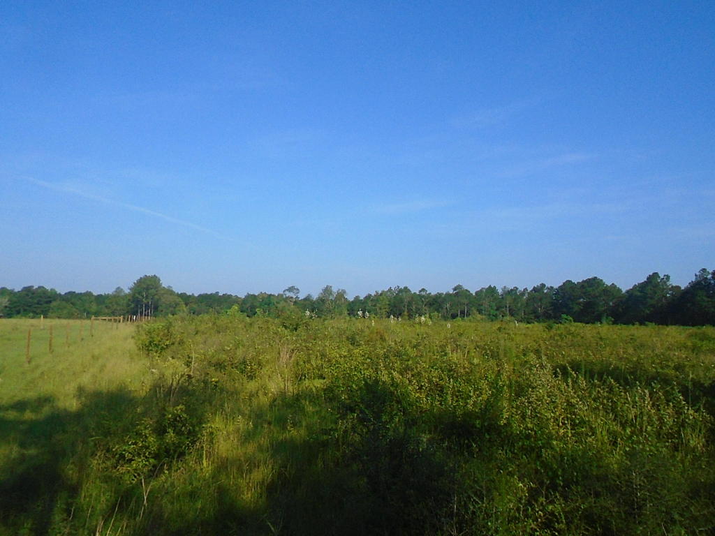 000 SHOWHORSE WAY, Paxton, FL 32538