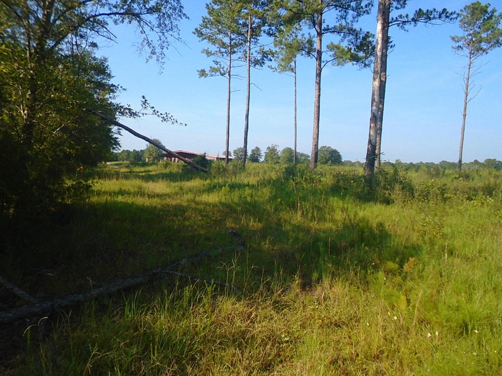 000 SHOWHORSE WAY, Paxton, FL 32538